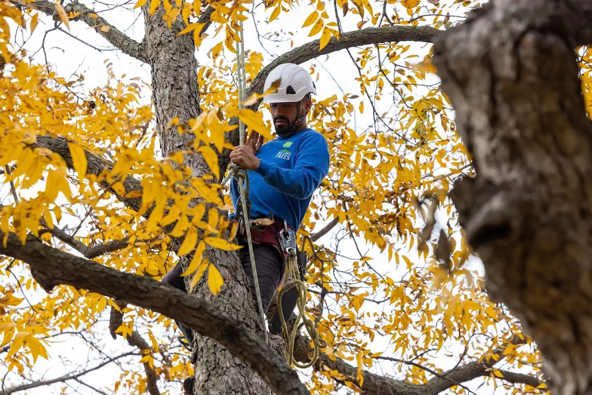 Skilled Tree Pruning crew working in Woodbury