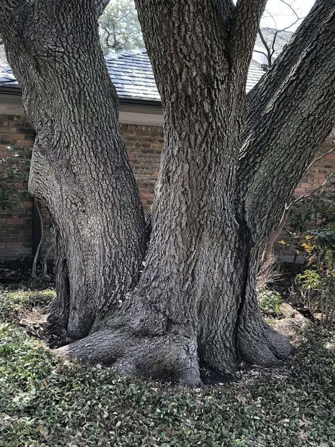 Mature heritage tree close to a Woodbury property cared for by certified arborists