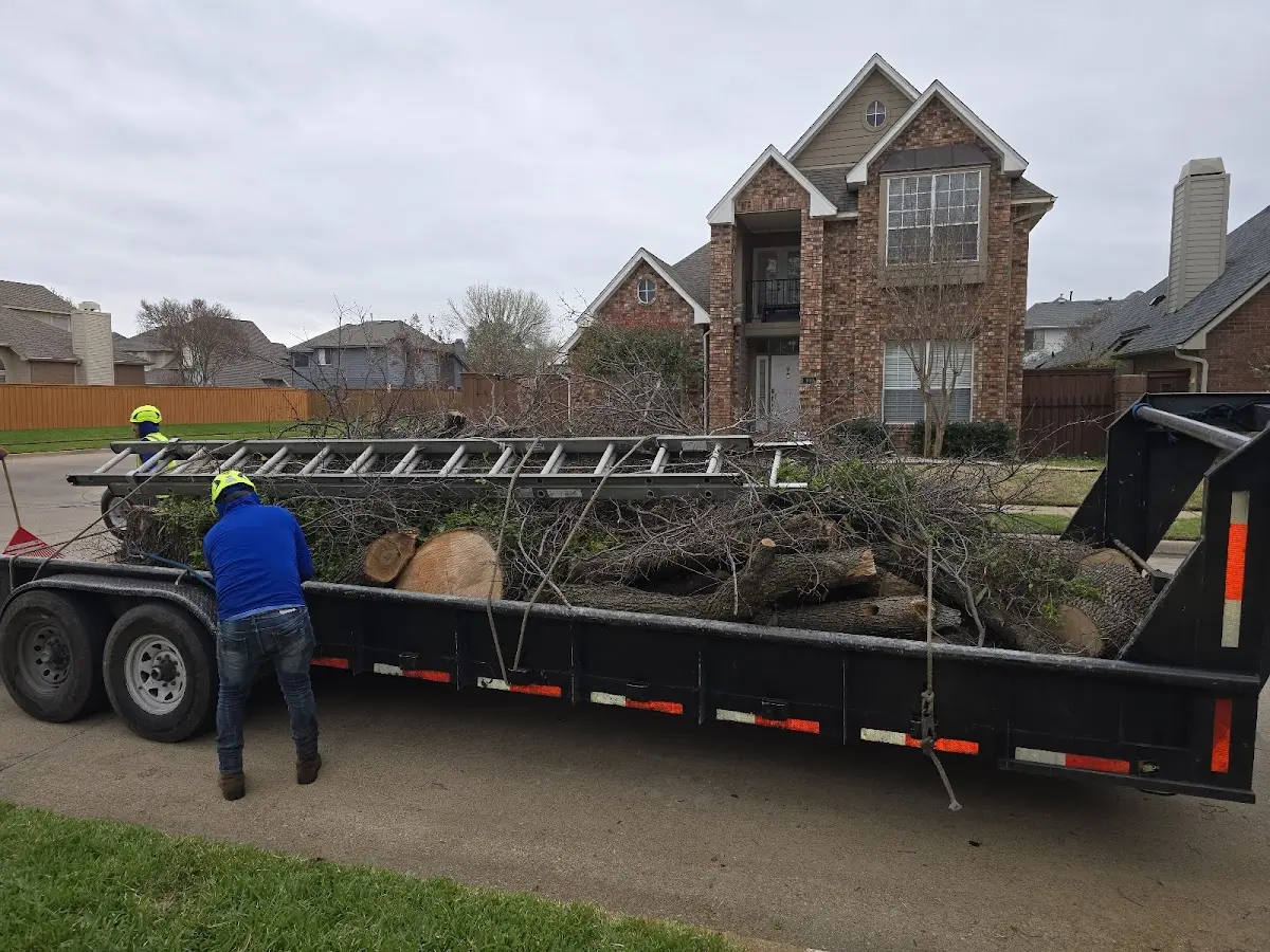 Expert Tree Removal with proper safety equipment in Woodbury
